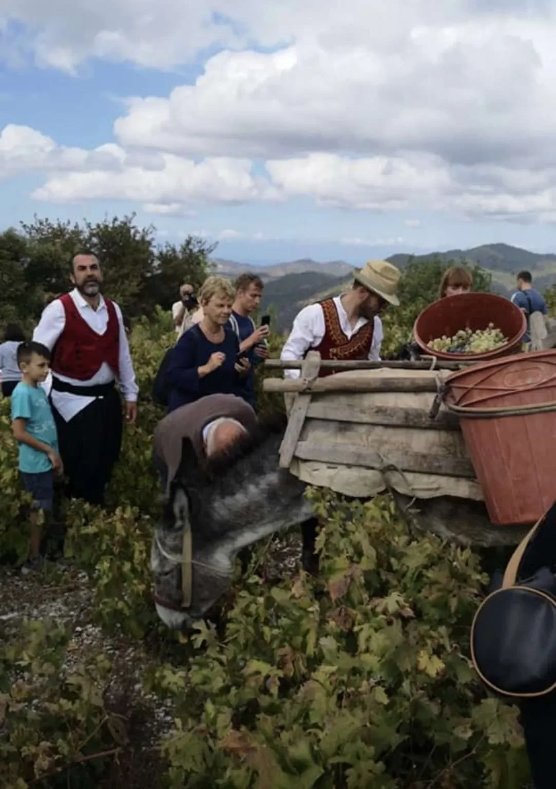 Celebrate the Traditional Grape Harvest in Panagia