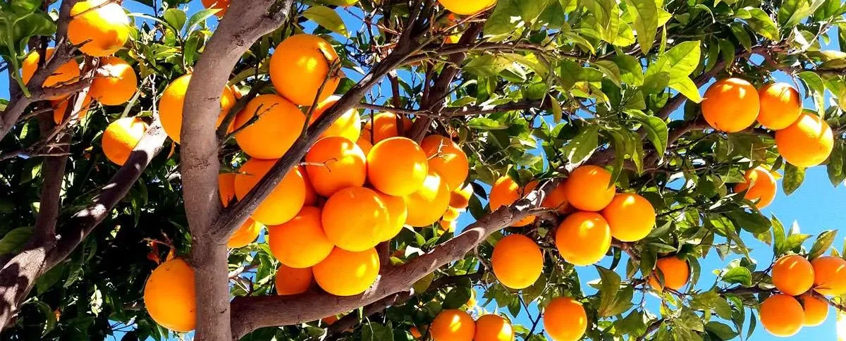 Miliou Orange Festival