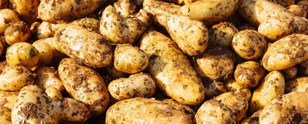 Celebrate the Famous Kokkinochoria Potato