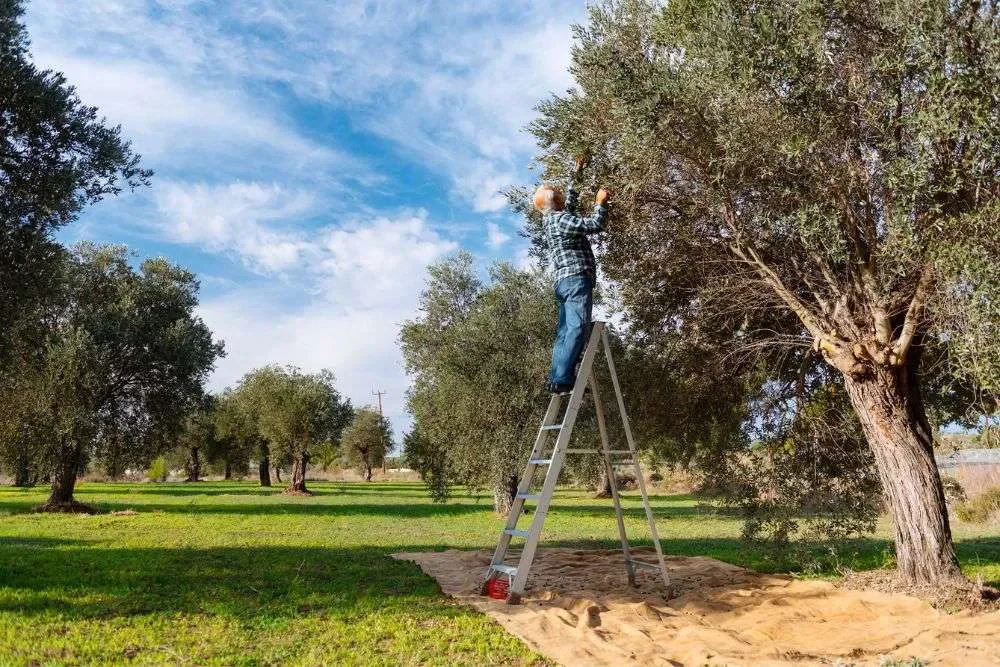 Celebrating Cyprus's Ancient Olive Heritage
