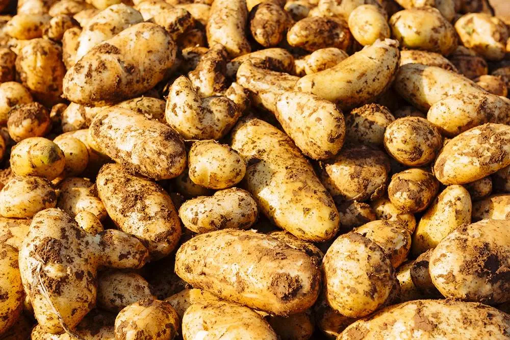 Celebrate the Harvest at the Xylophagos Potato Festival