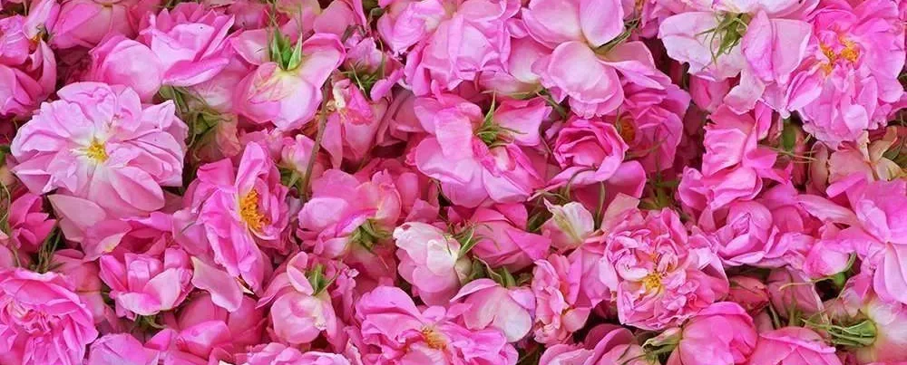 Φεστιβάλ Τριαντάφυλλου Αγρού: Μια Αρωματική Γιορτή