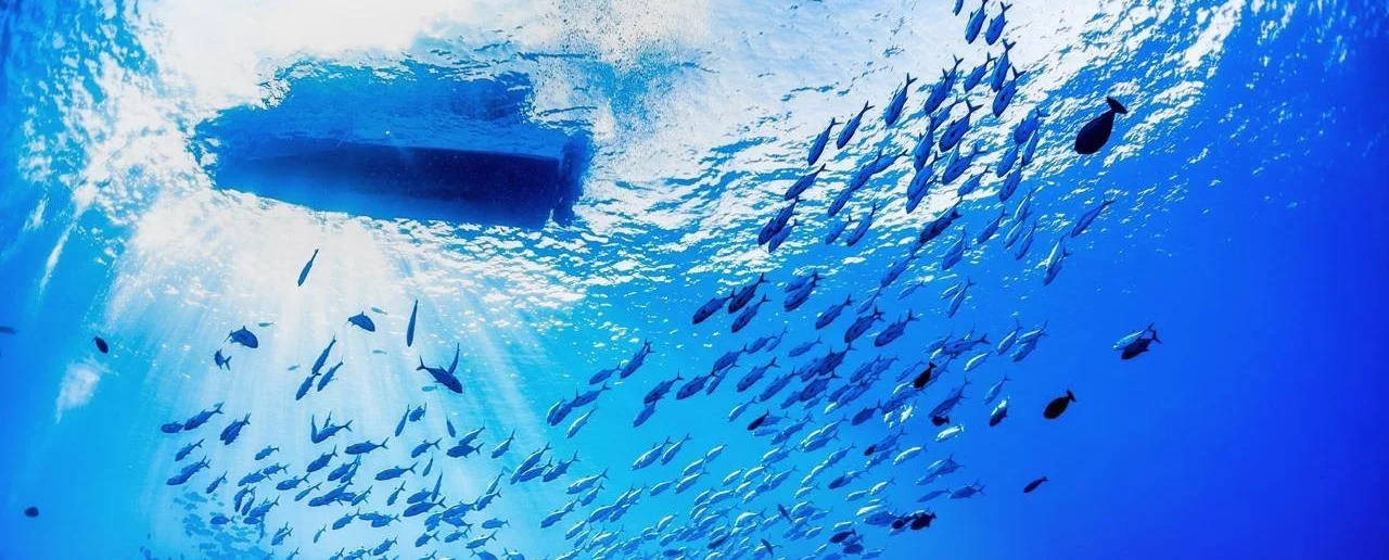 Blue Horizon Summer Diving Adventure