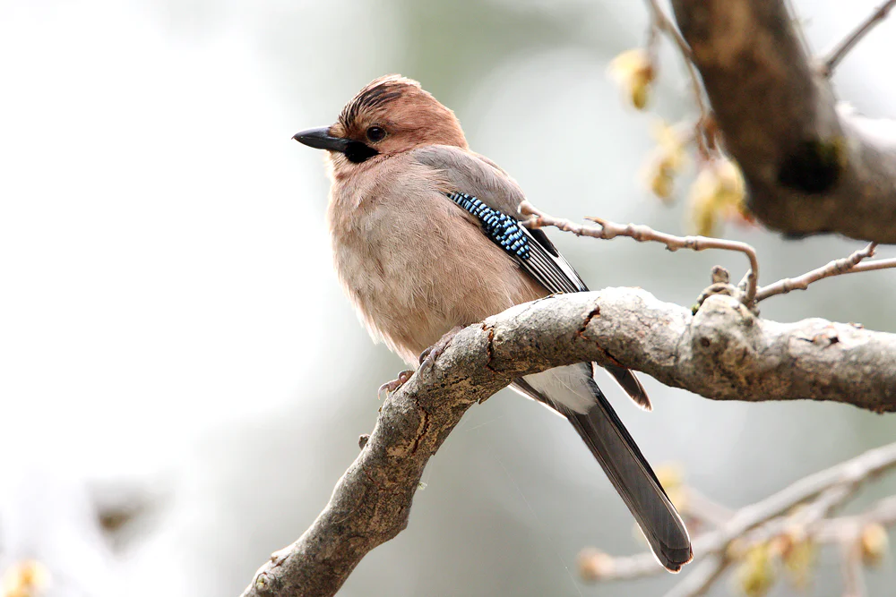 Спостереження за птахами в Троодосі з BirdLife Cyprus