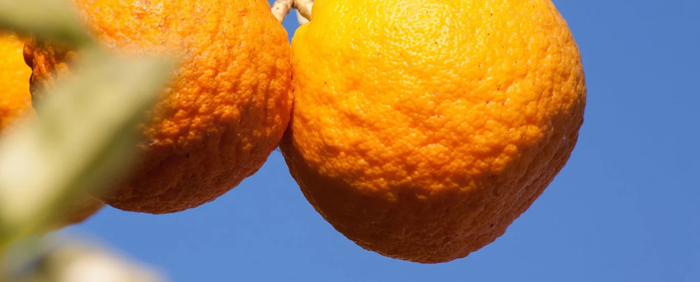 Ayia Napa's Orange Festival Celebration