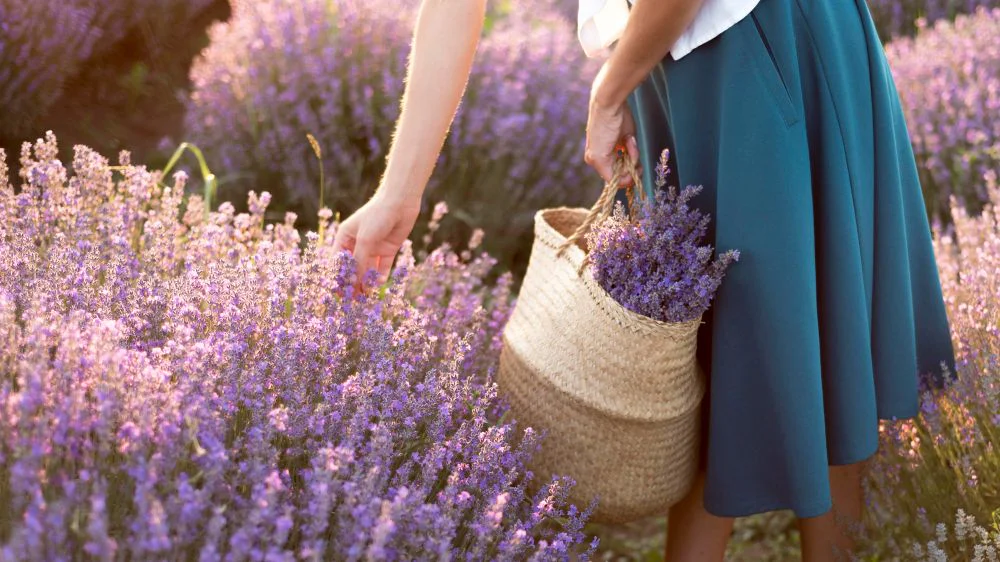 Annual Lavender Festival at Cyherbia Botanical Park
