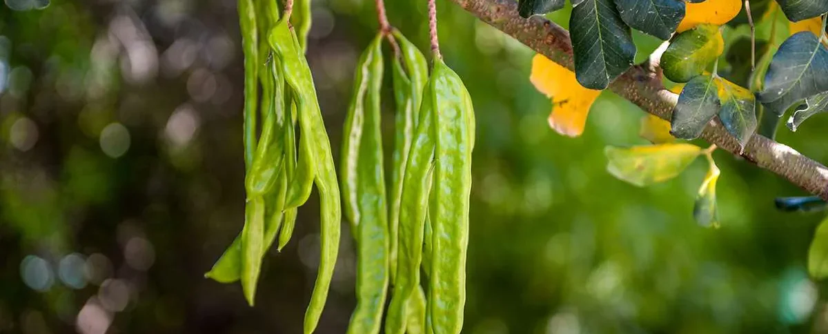 Celebrating the Carob Harvest in Anogira