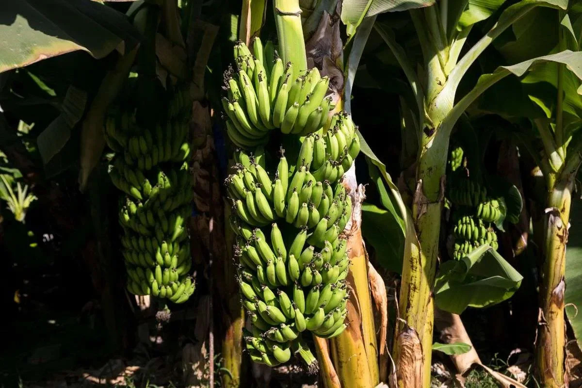 Kissonerga Banana Festival
