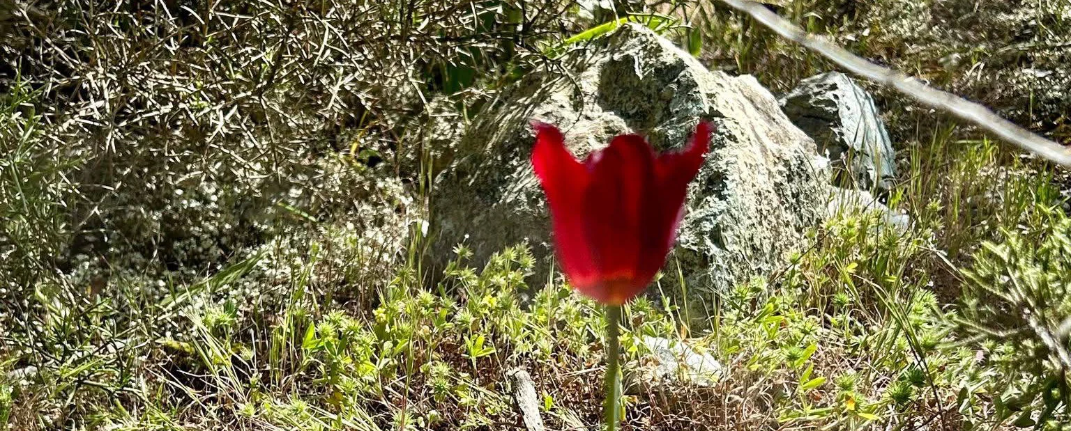 Avakas Gorge Hike with Cyprus Hikers