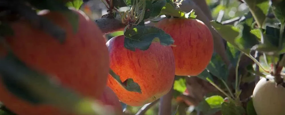 Celebrate the Harvest at the Kyperounta Apple Festival