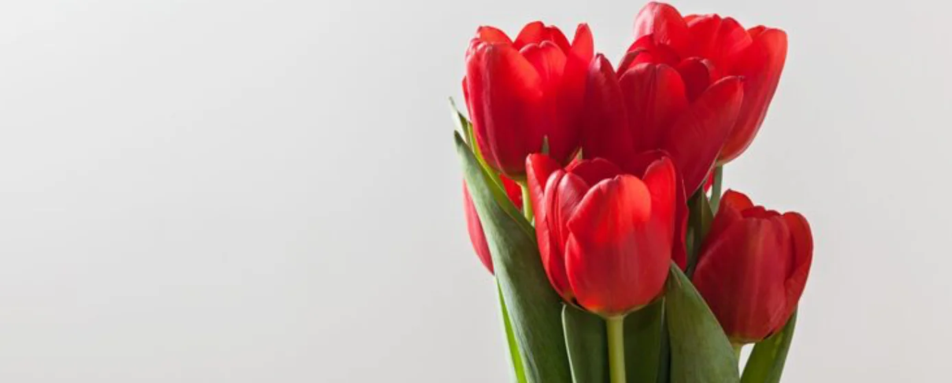 Excursion: Kormakitis Tulips