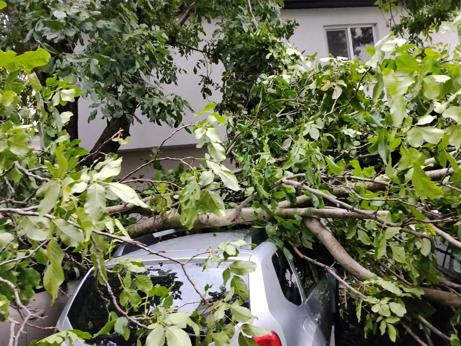 Furtuna a făcut pagube la Ungheni: Circa 100 de arbori doborâți, șase mașini avariate