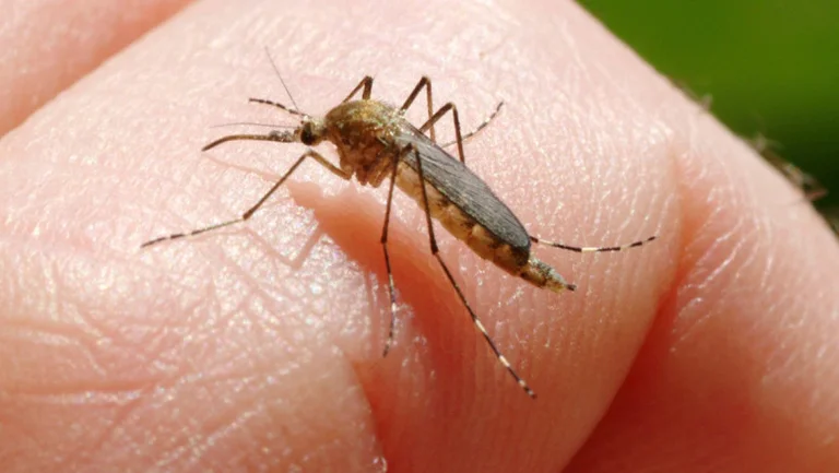 Persoanele care călătoresc în această perioadă, avertizate asupra riscului de infectare cu virusul West Nile