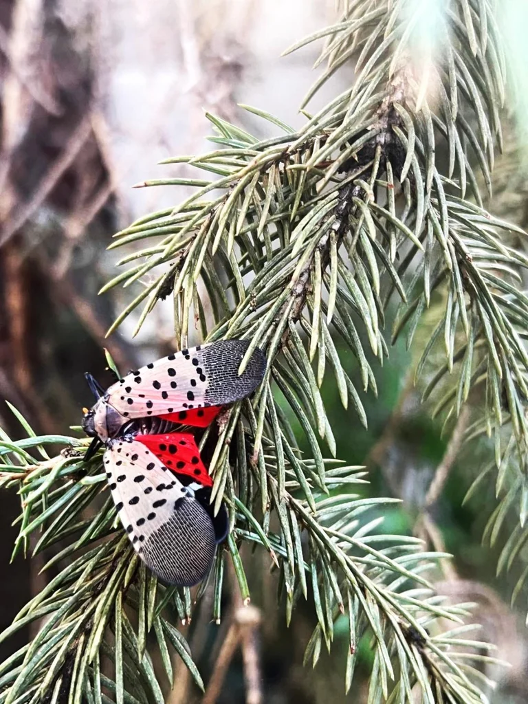 Alertă de carantină fitosanitară: O insectă dăunătoare a fost depistată în Chișinău