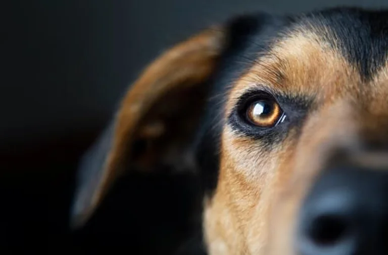 Două condamnări pentru cruzime față de animale: Un câine omorât și zeci de oi lăsate să piară fără mâncare