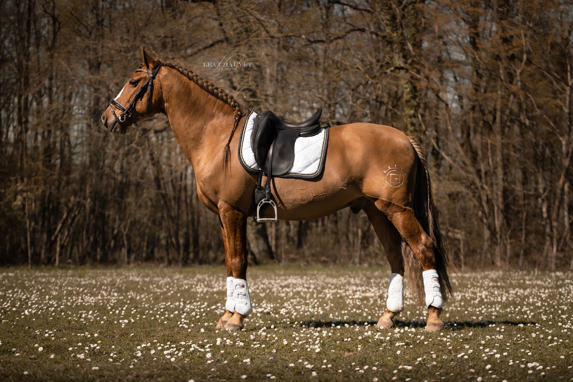 Chevaux