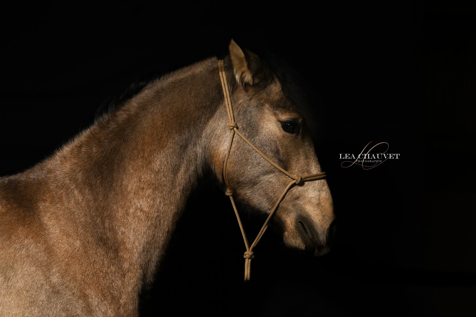 Chevaux