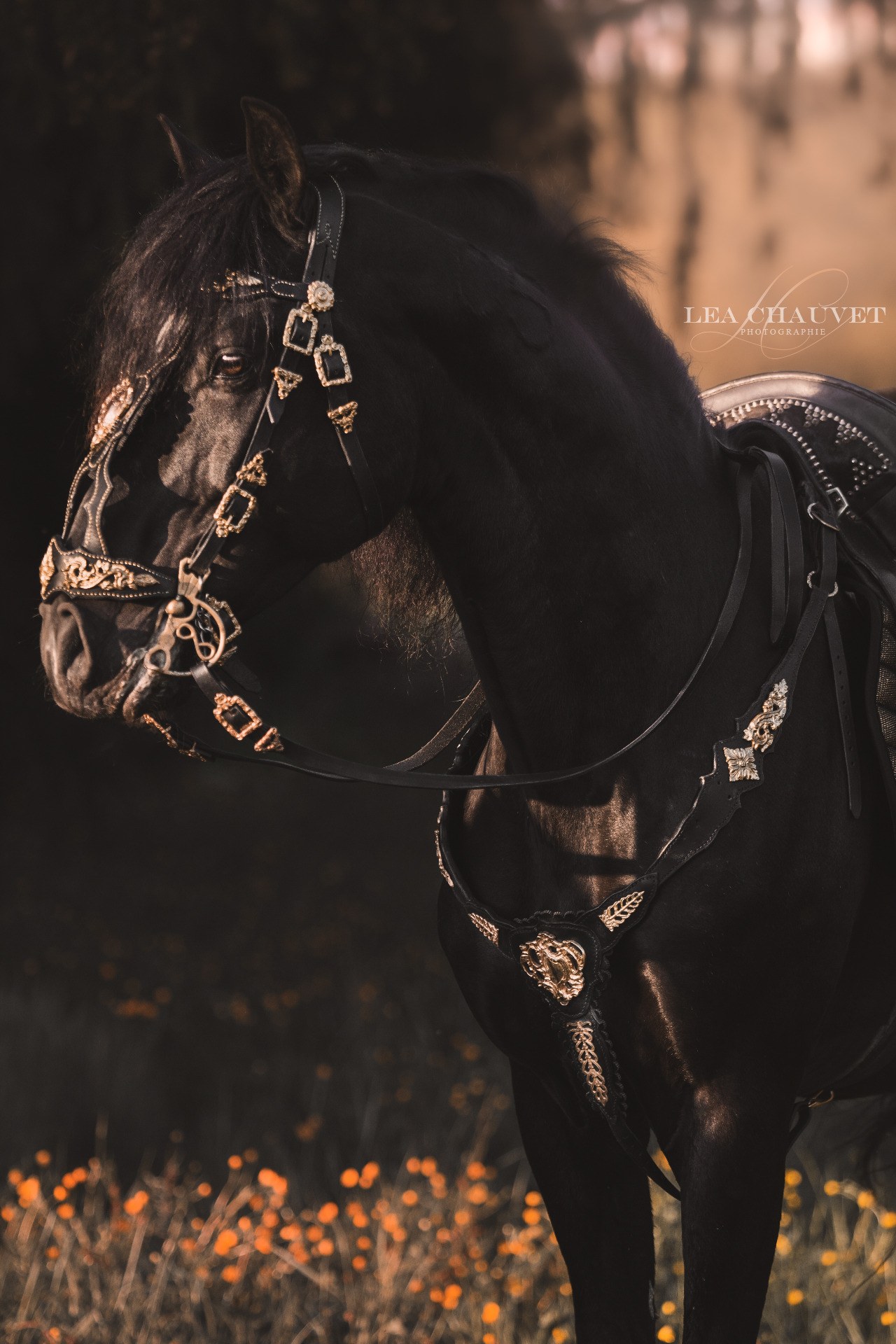 Chevaux