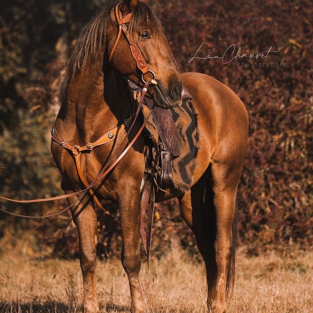 Chevaux