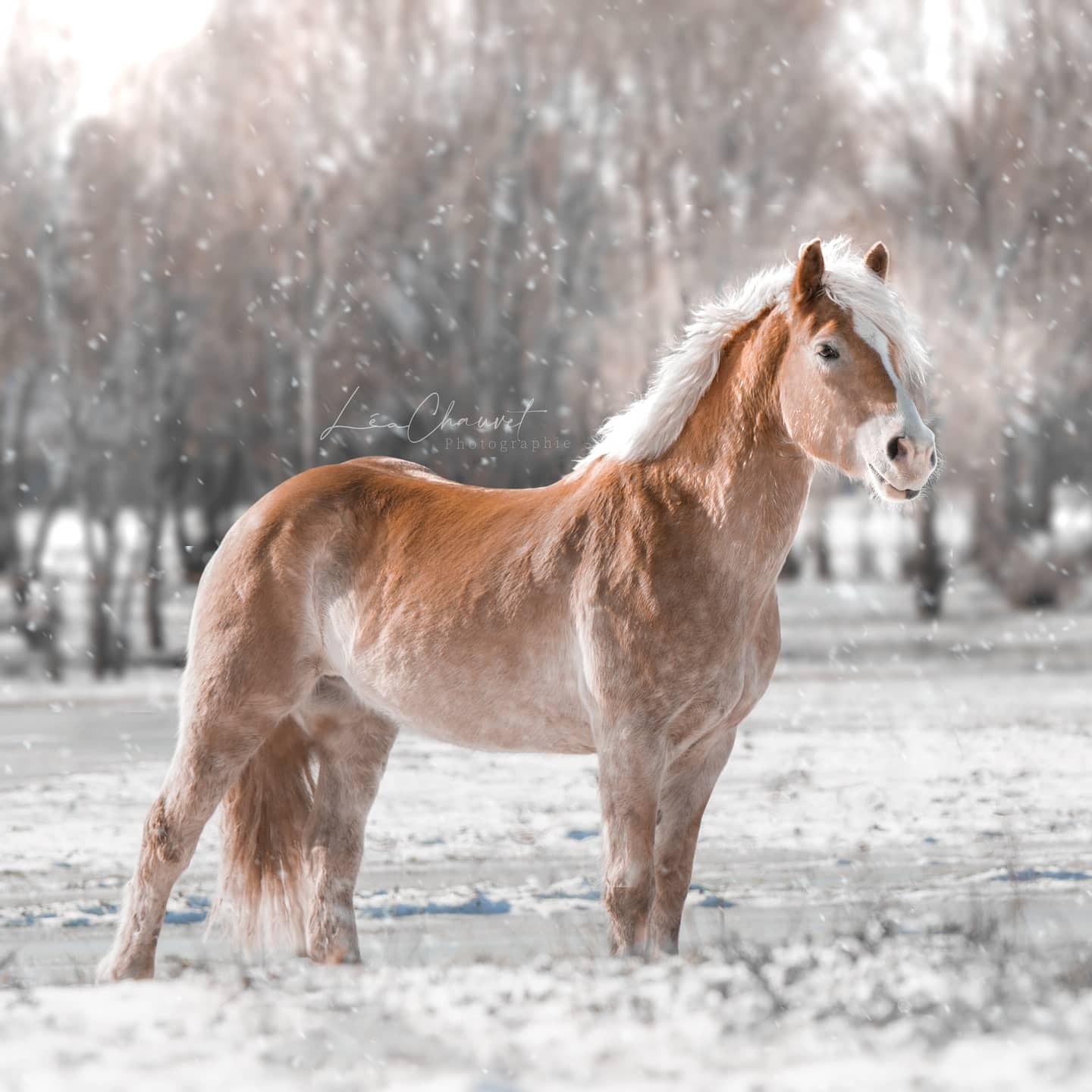 Chevaux