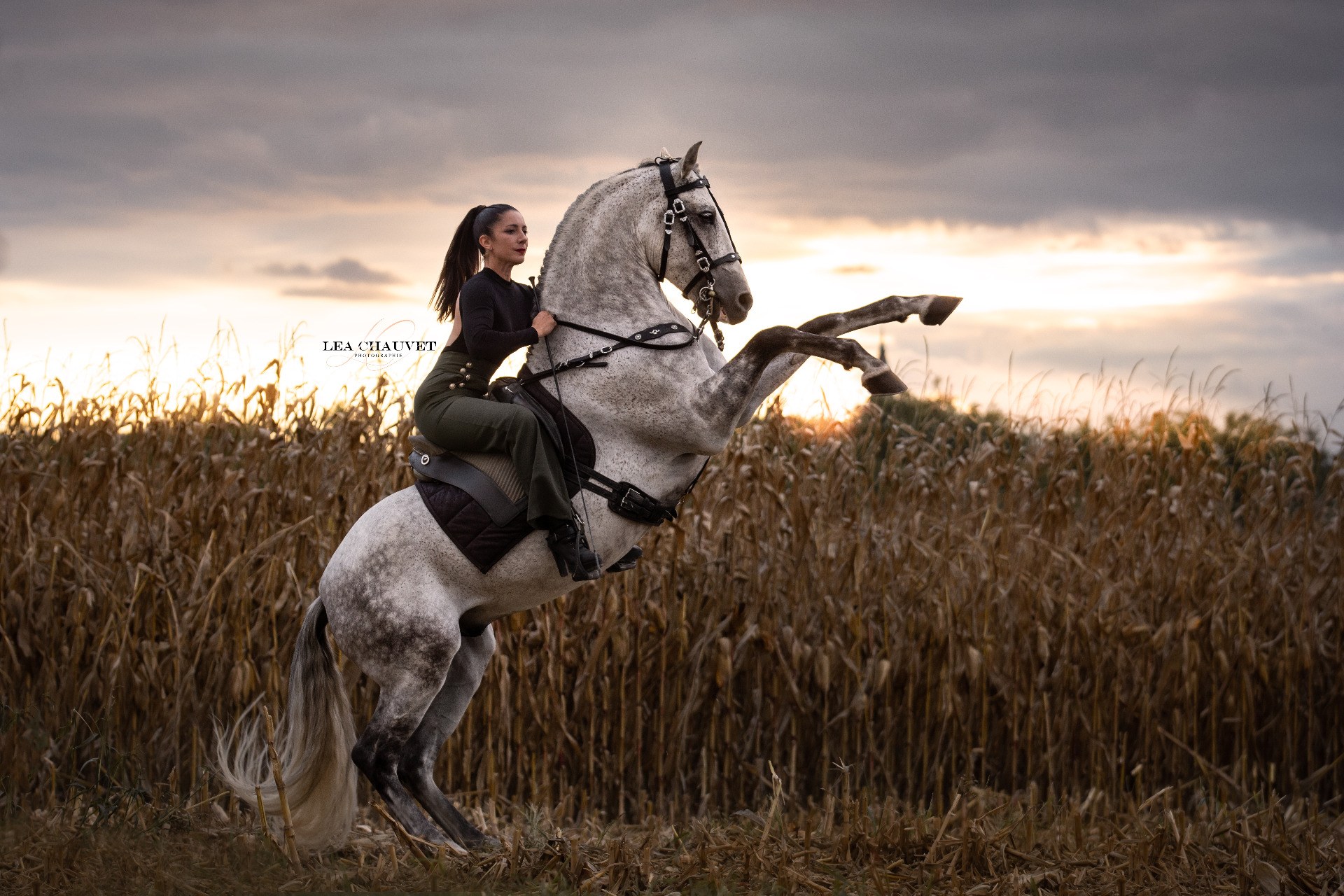 Chevaux