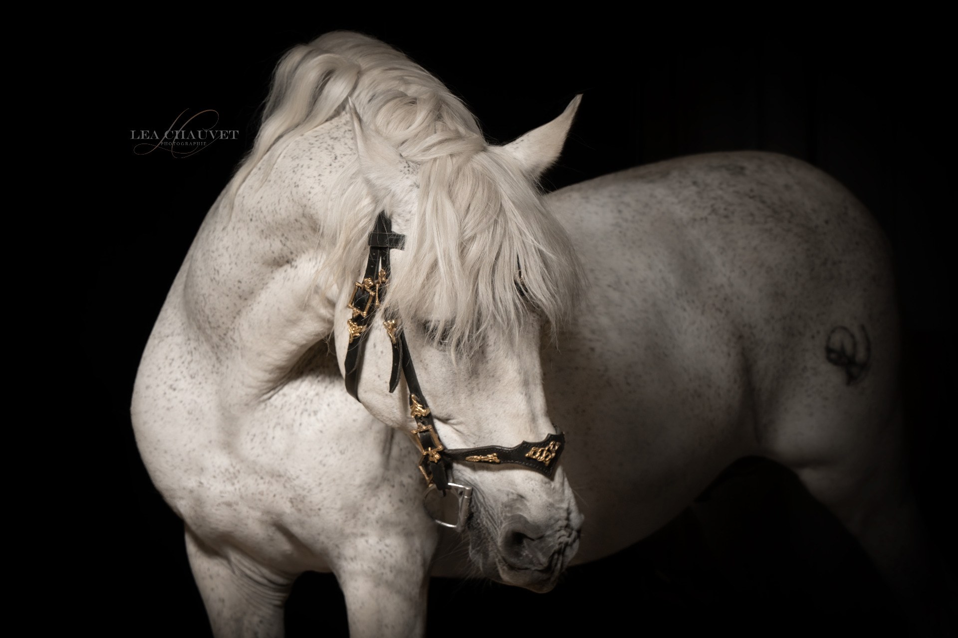 Chevaux