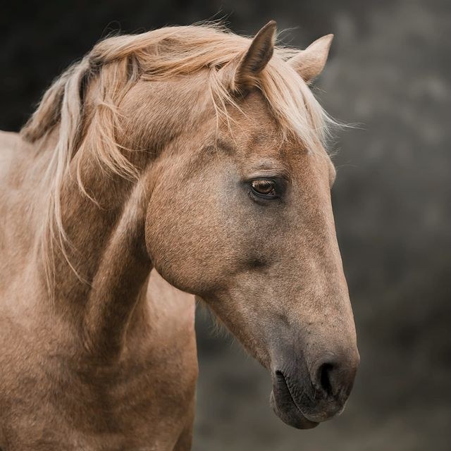 Chevaux