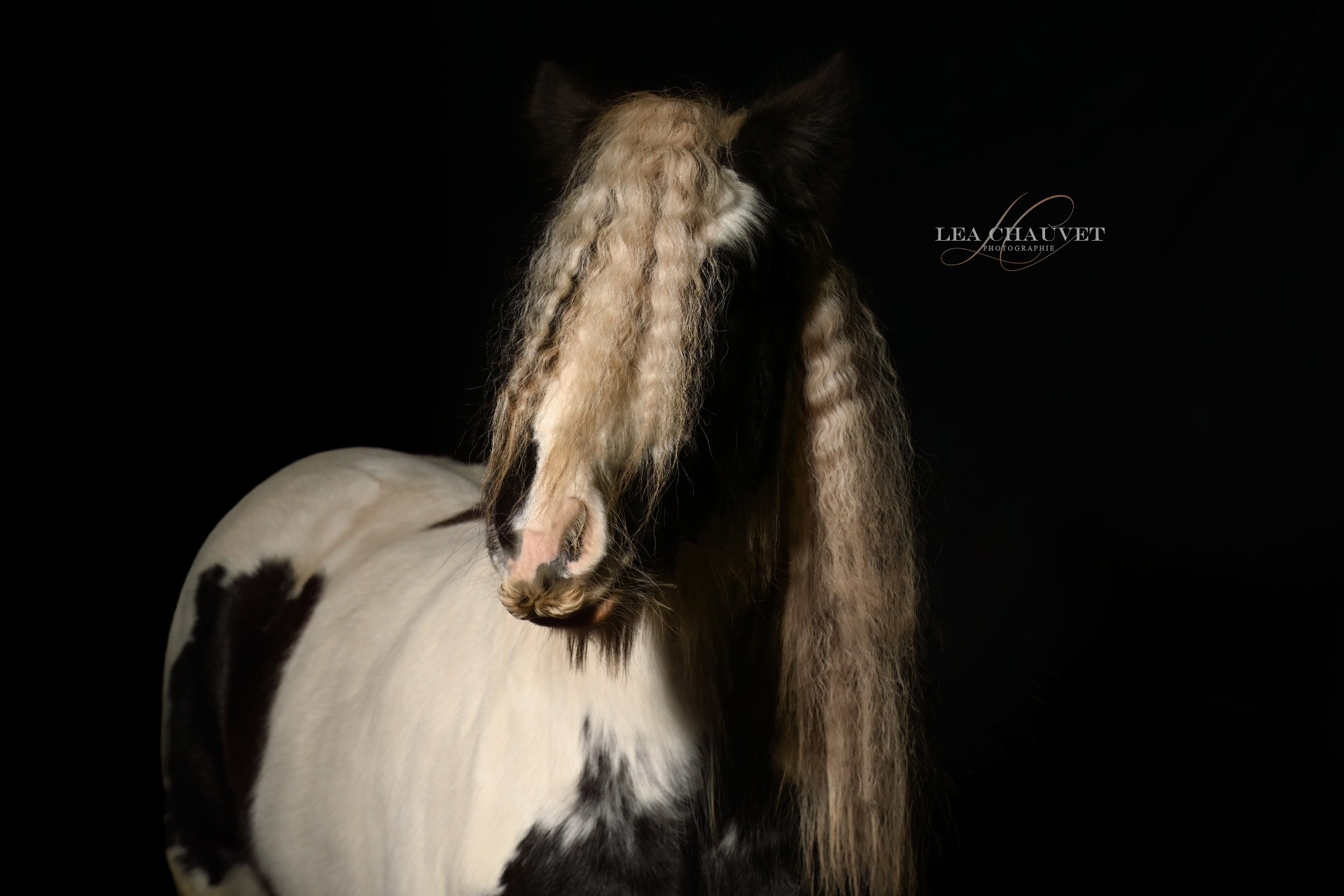 Chevaux