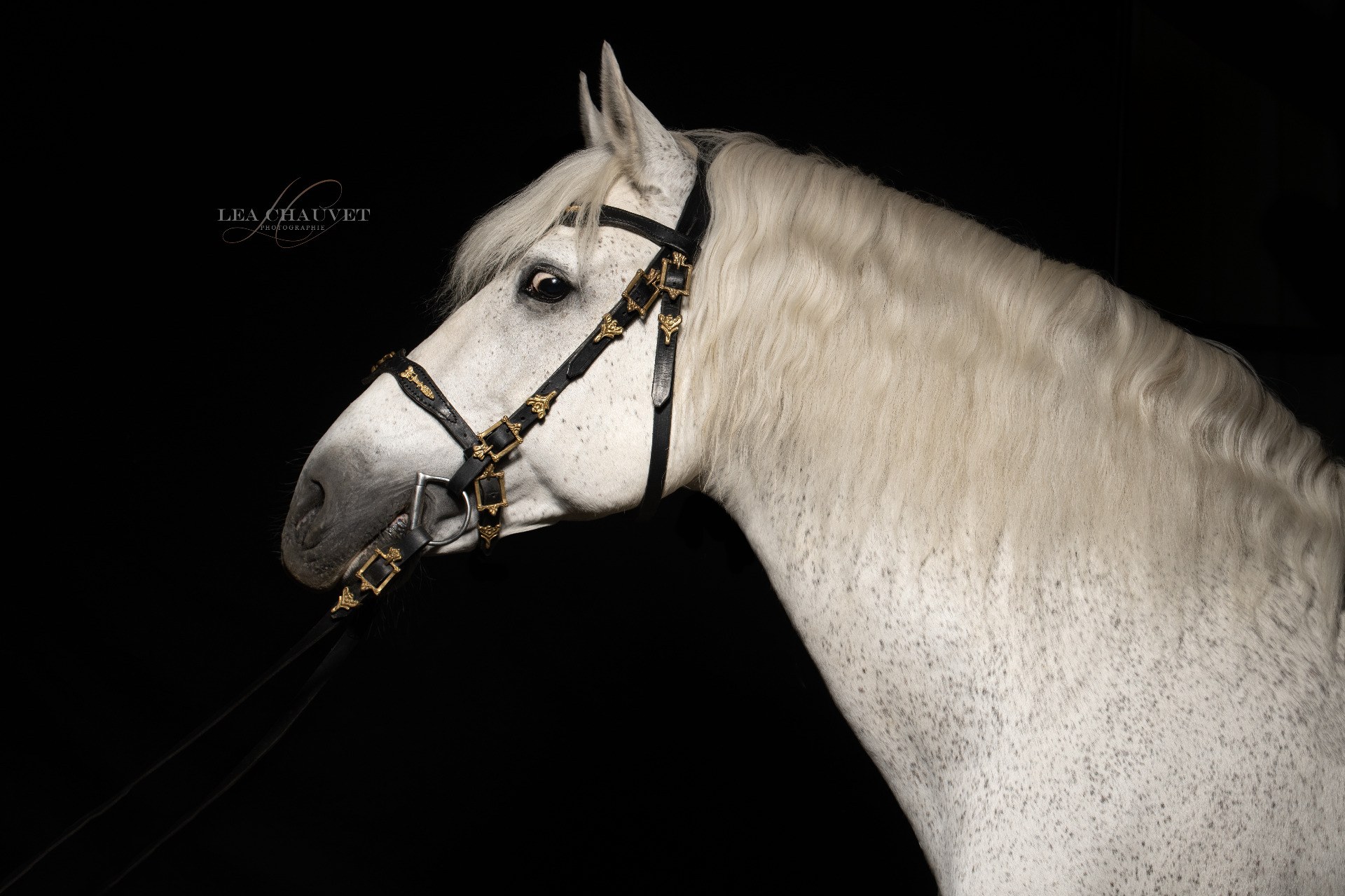 Chevaux