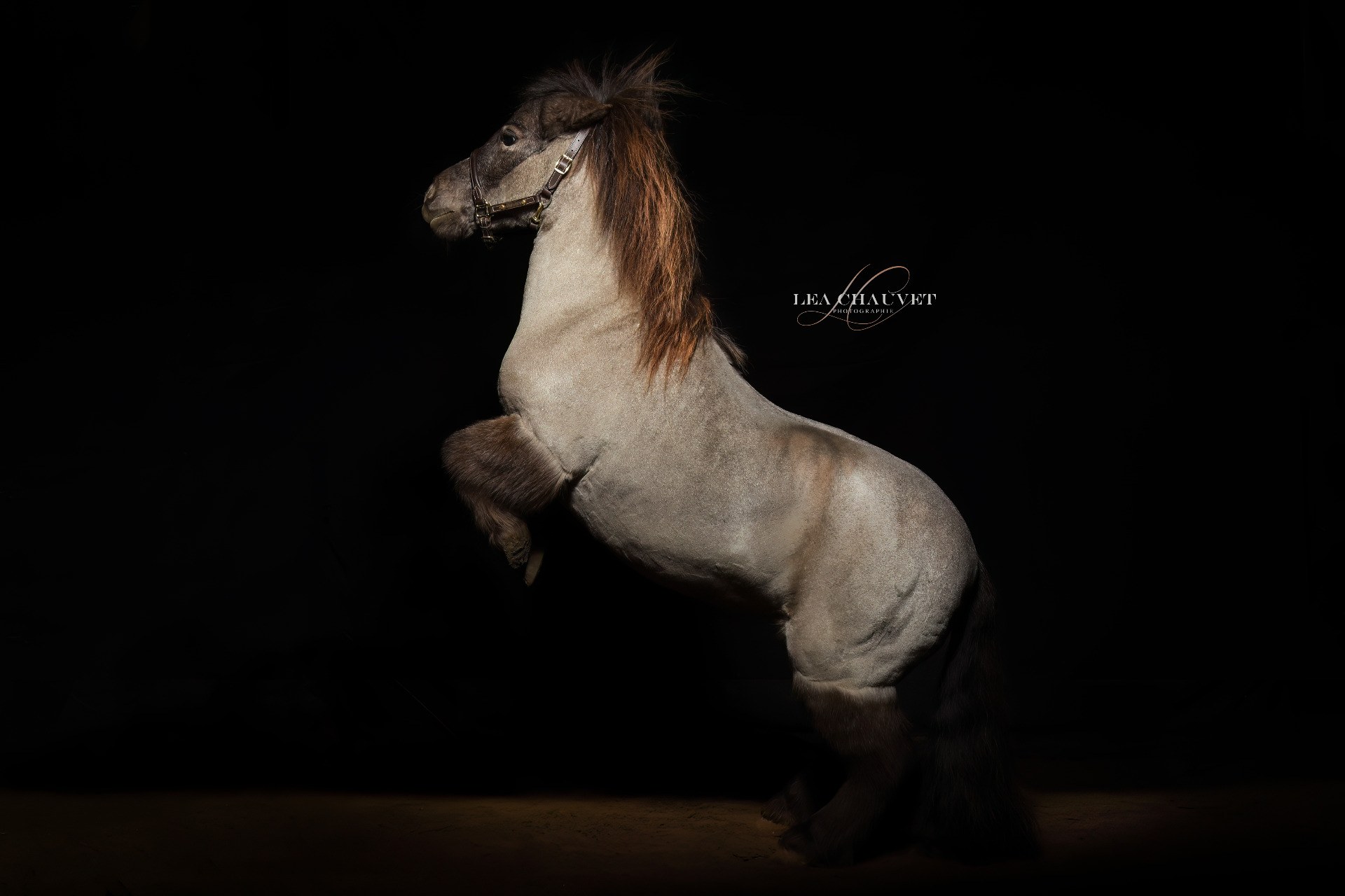 Chevaux