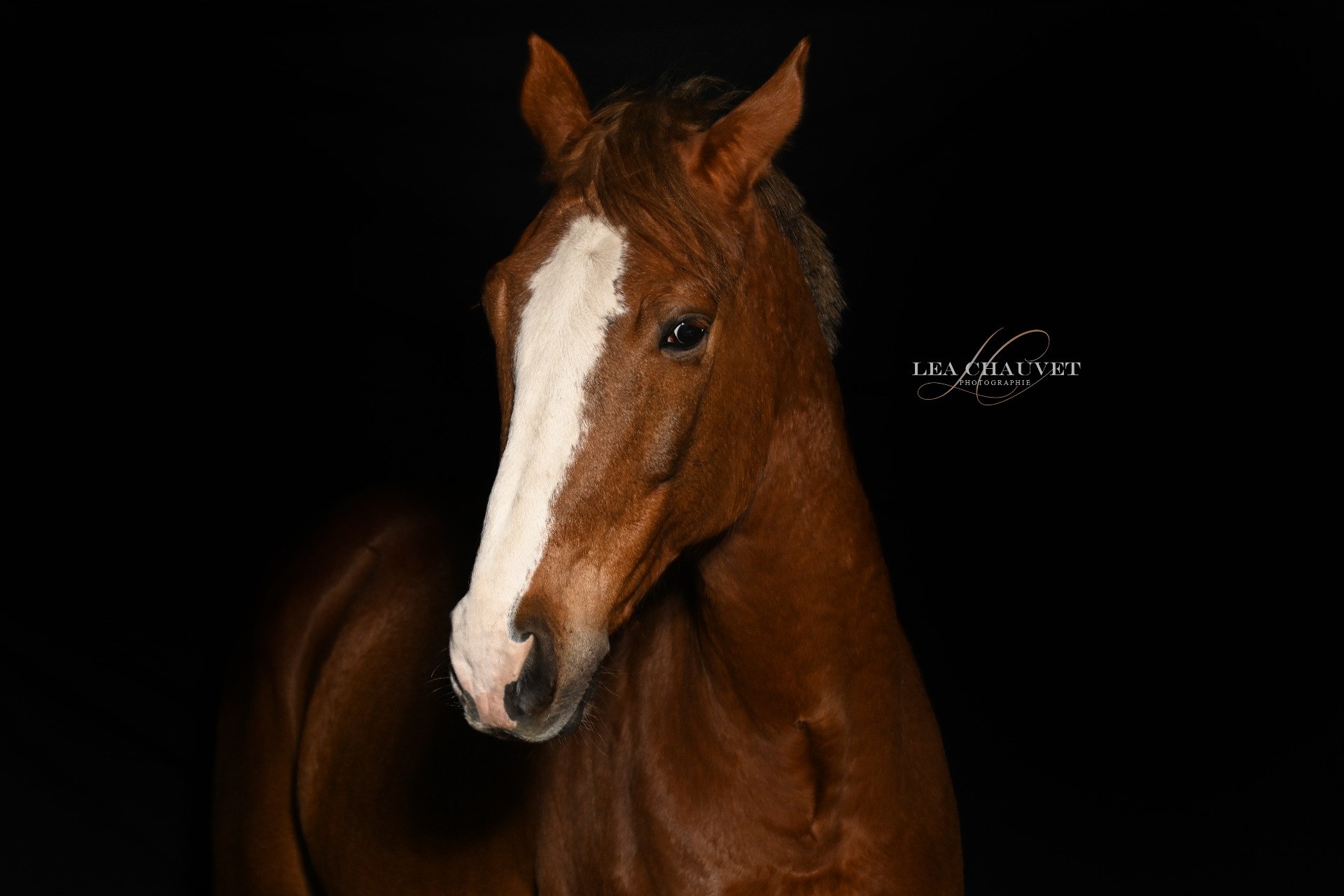 Chevaux