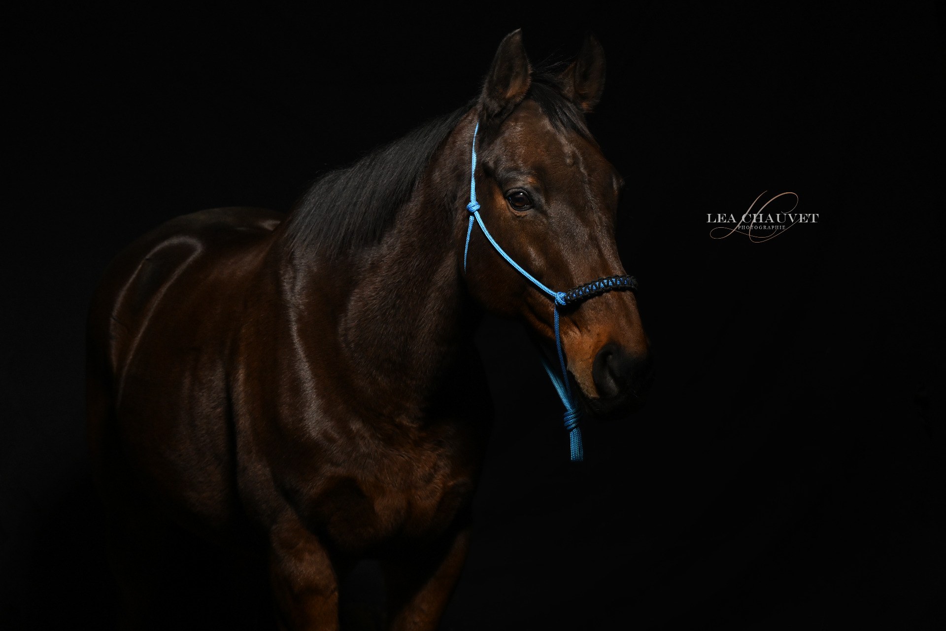 Chevaux