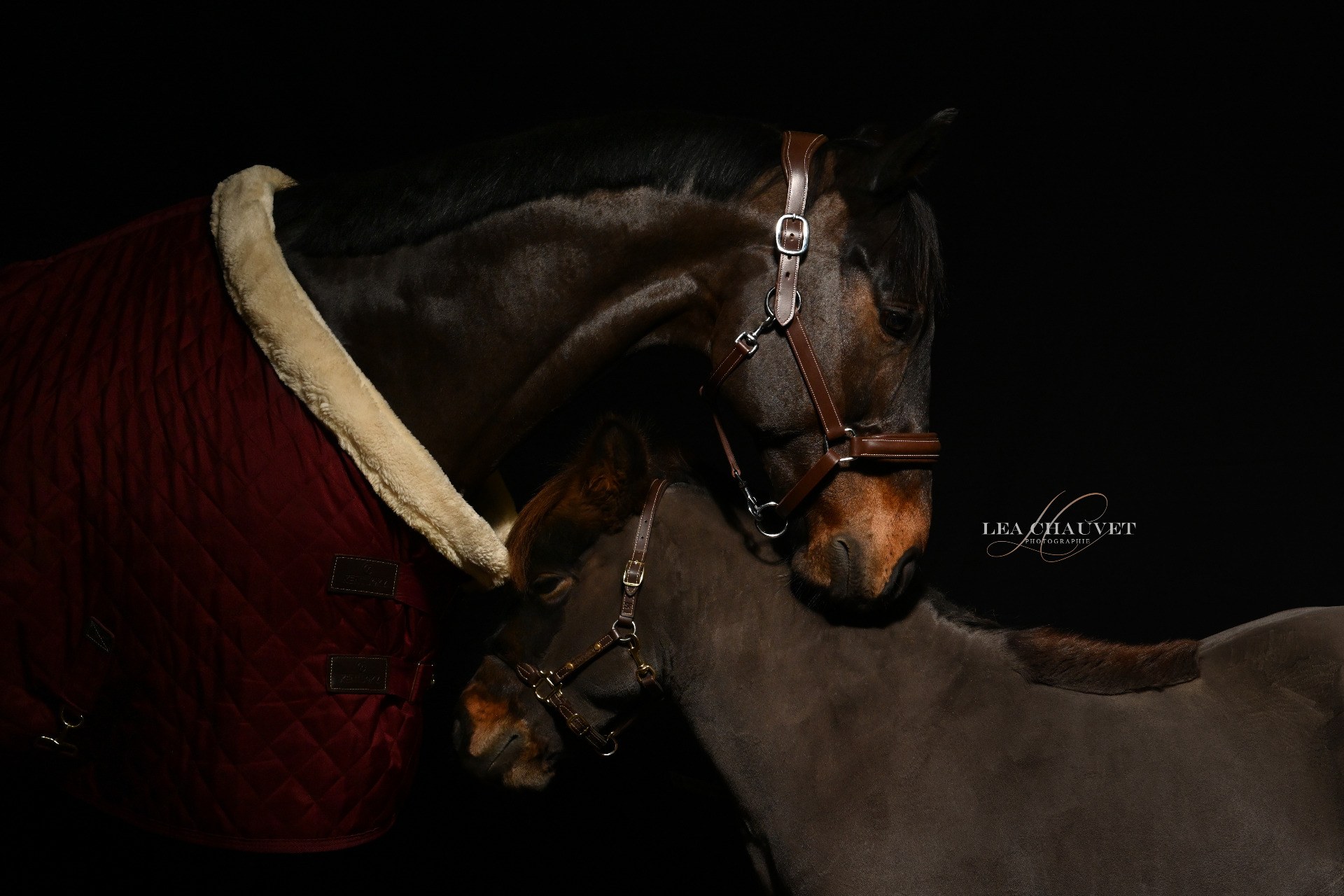 Chevaux