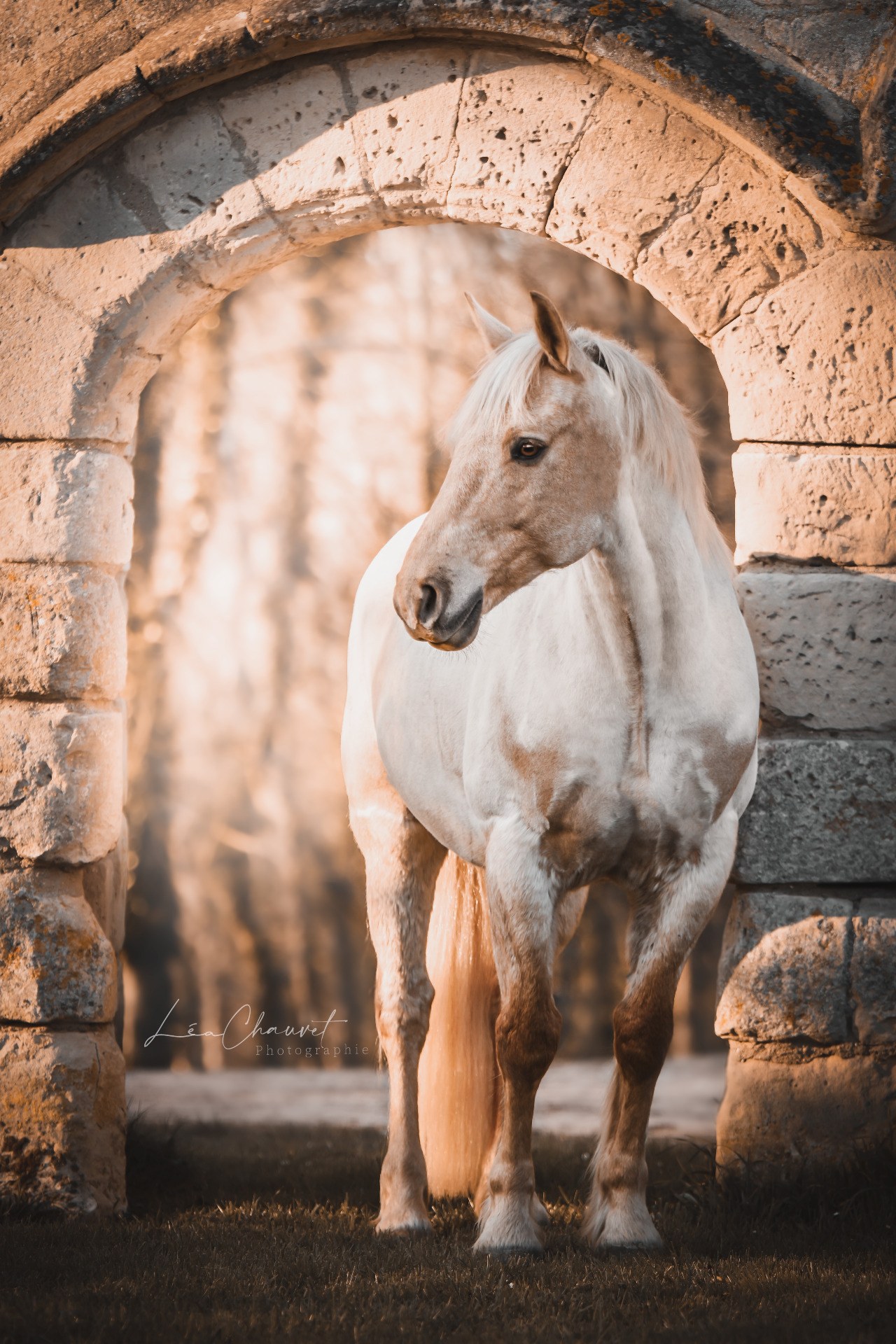 Chevaux