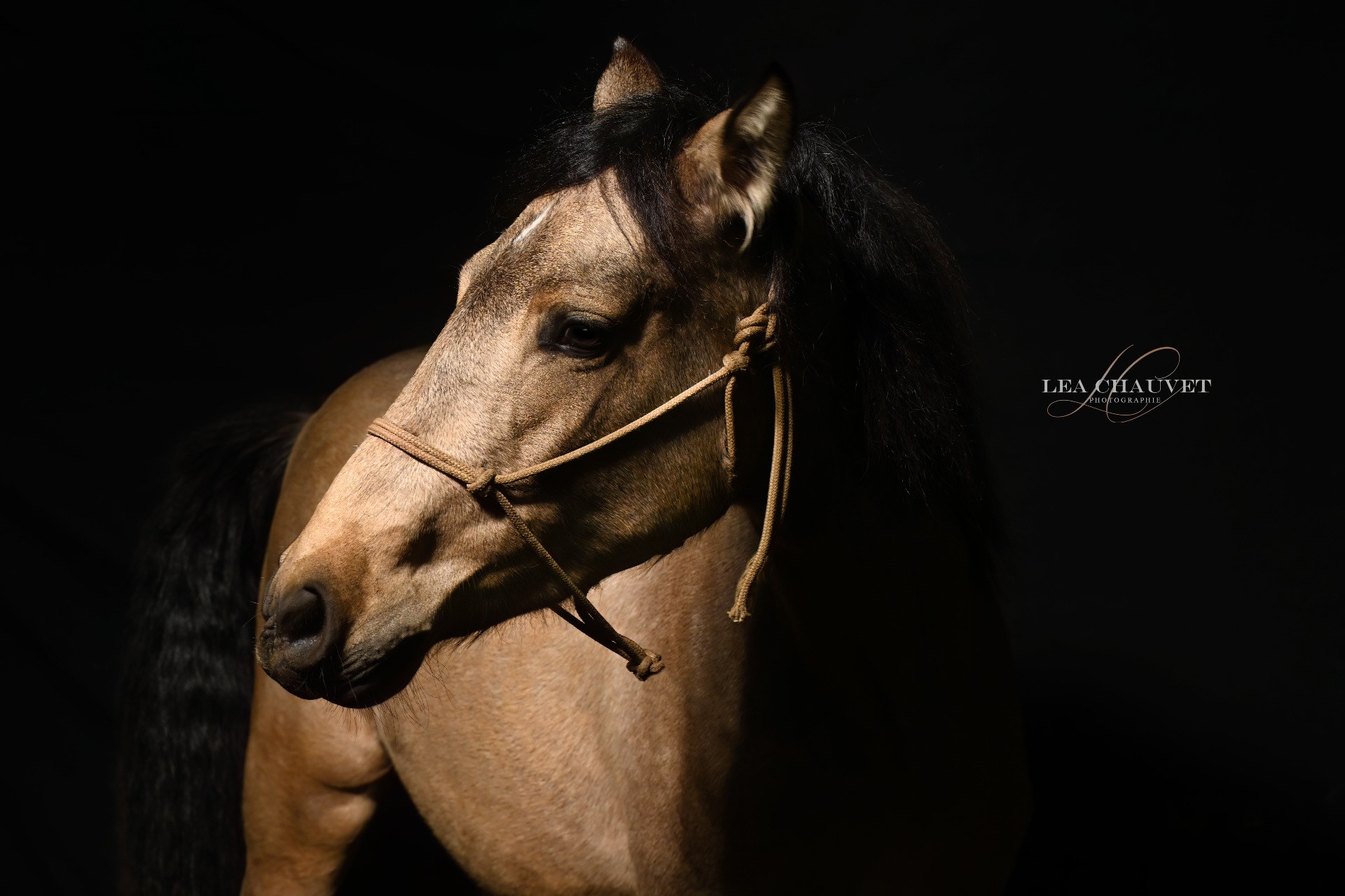 Chevaux