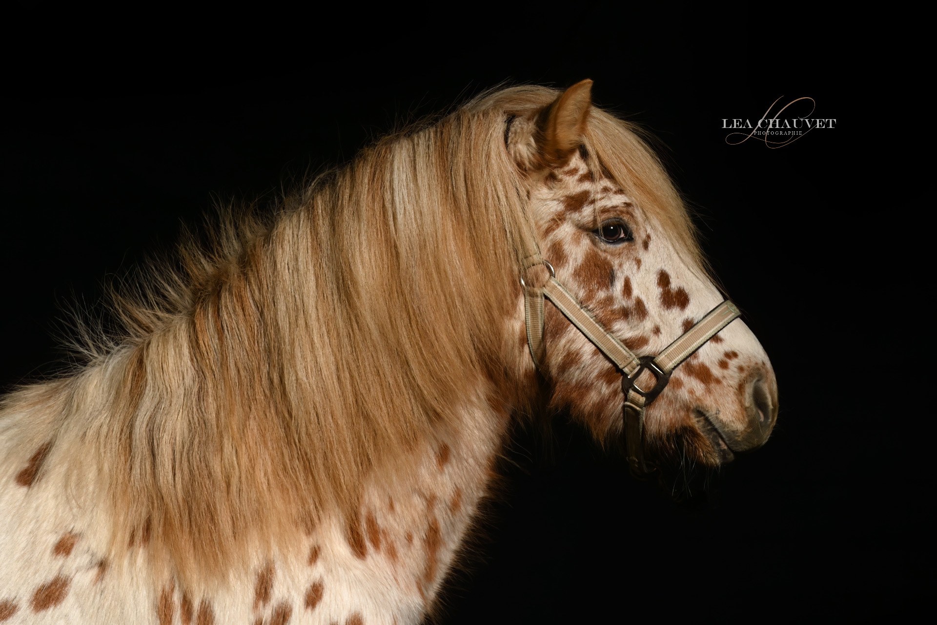 Chevaux