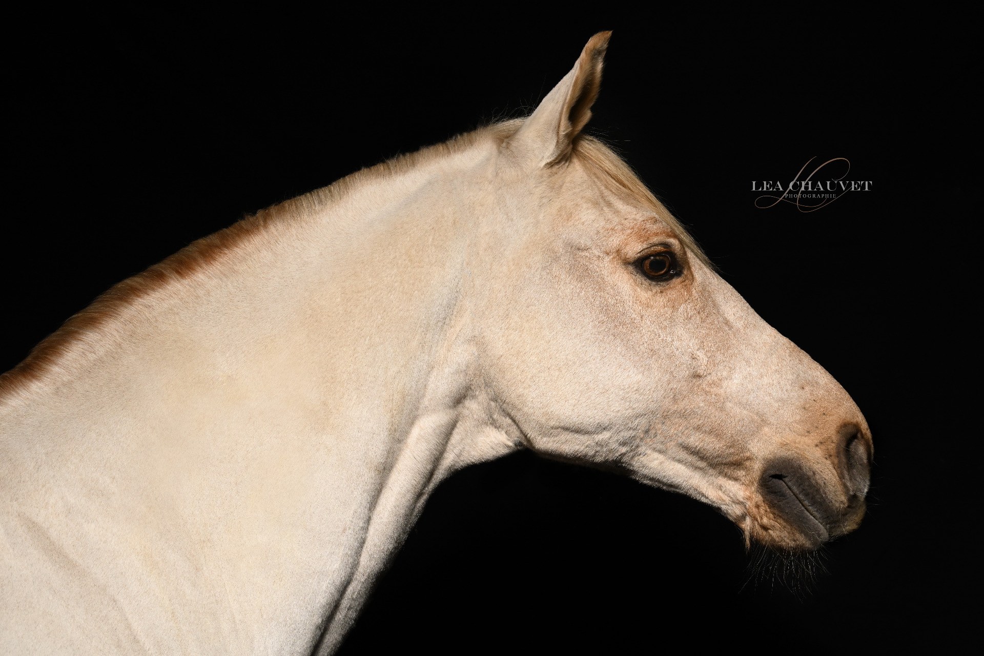 Chevaux