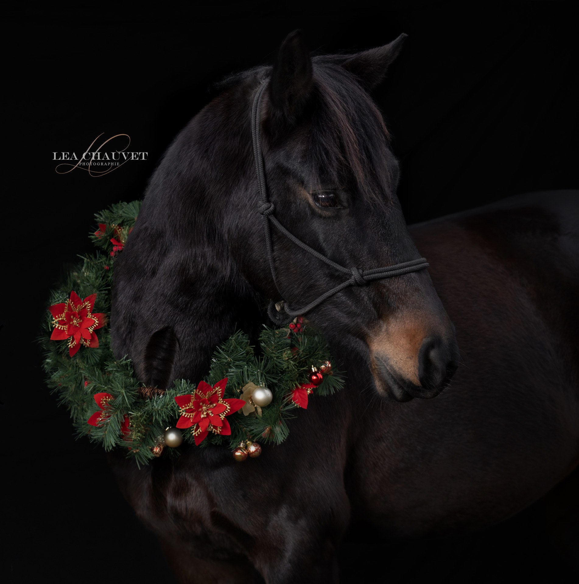 Chevaux