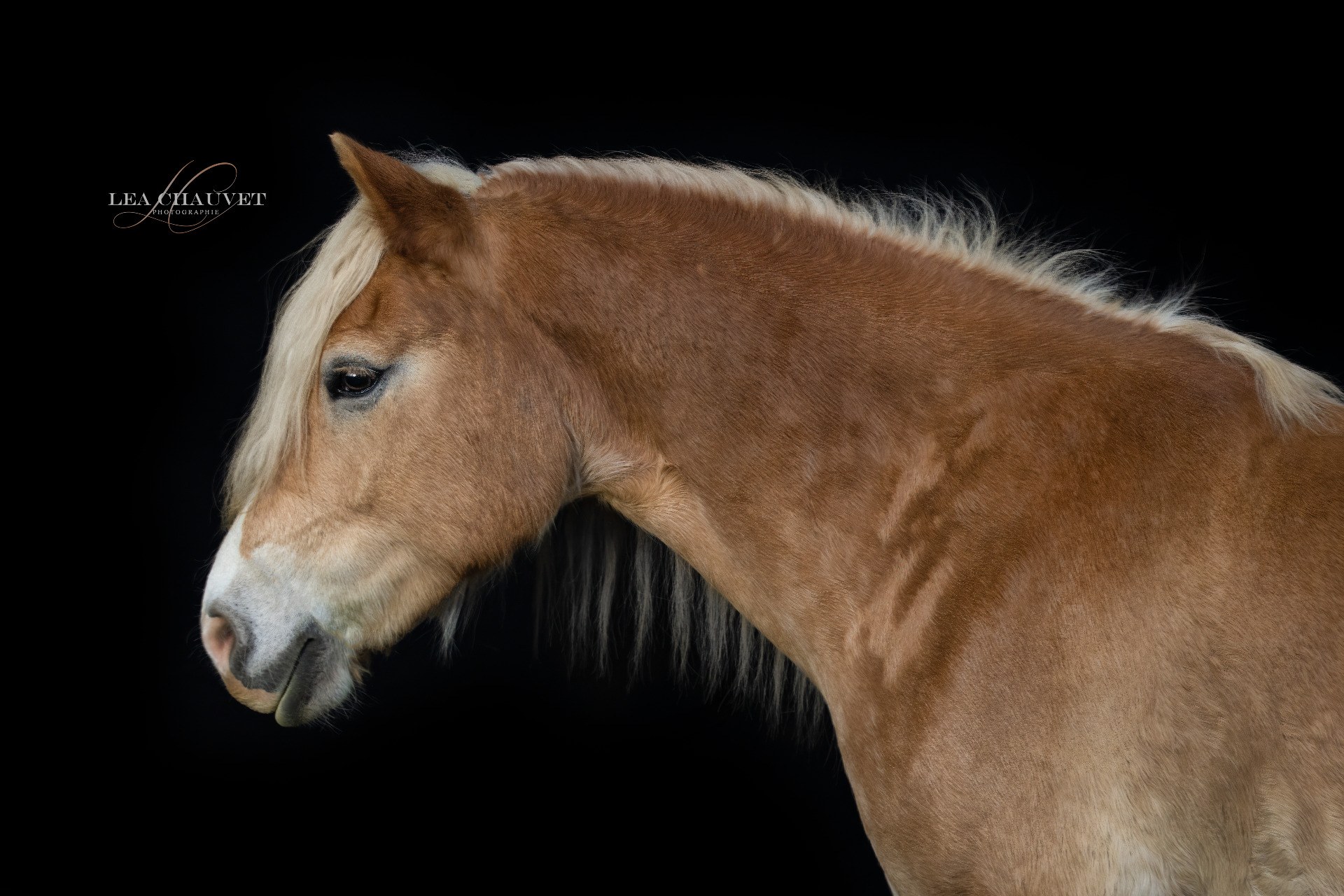 Chevaux