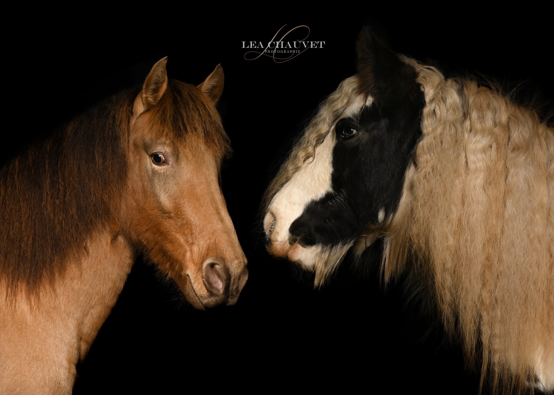 Chevaux