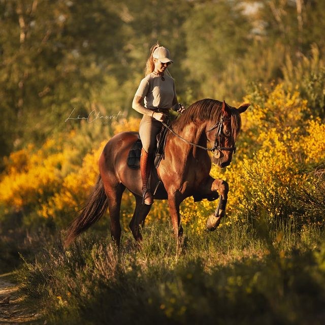 Chevaux
