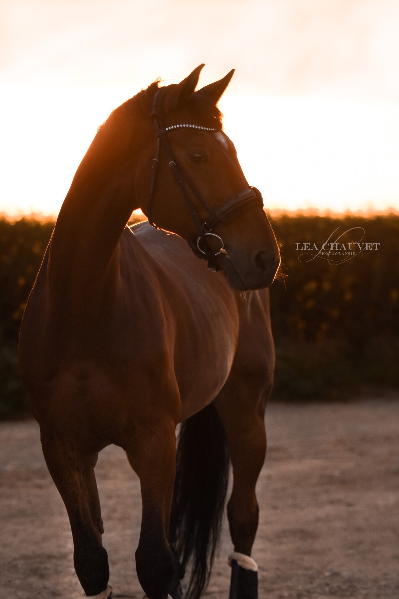 Chevaux