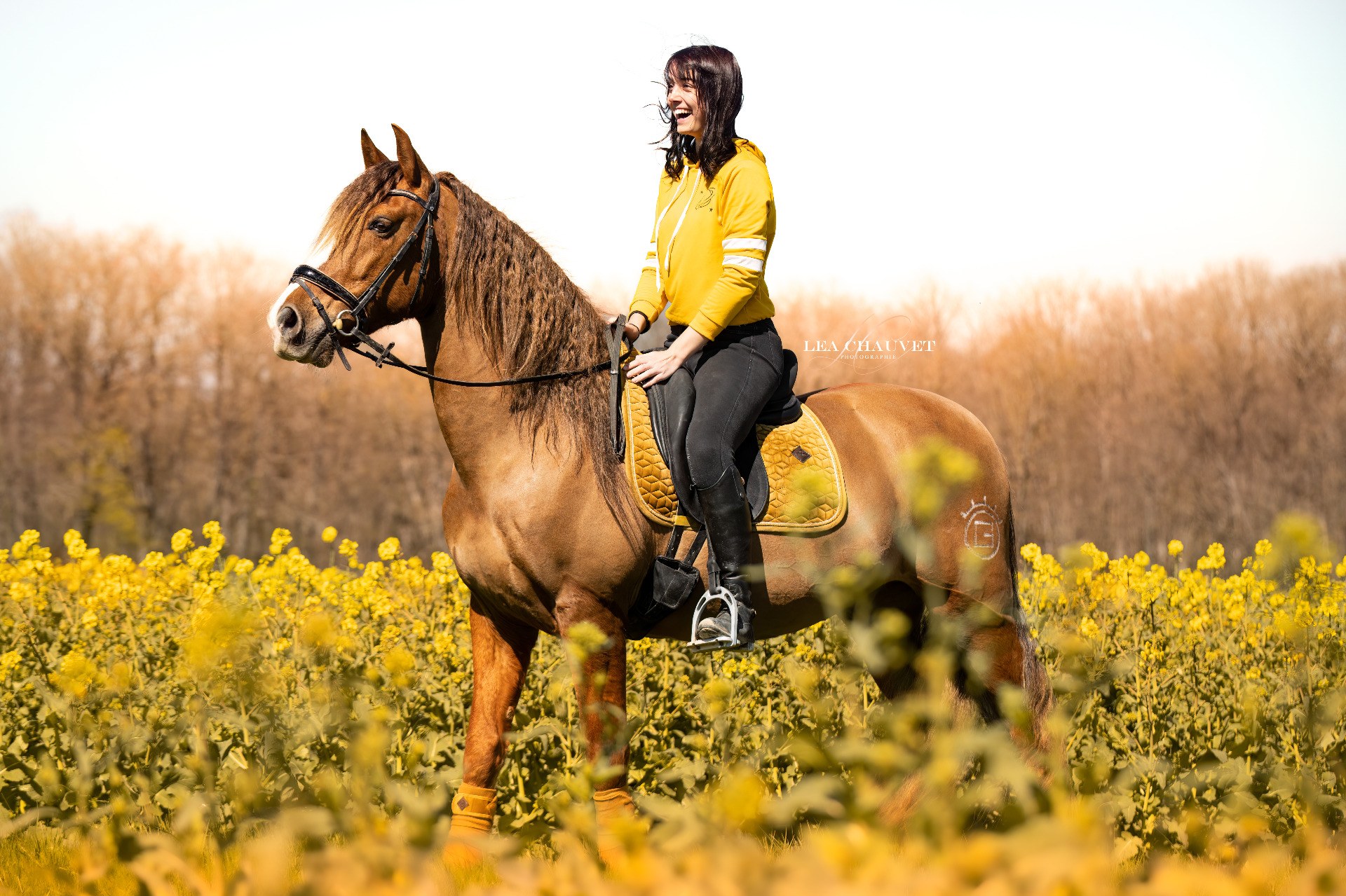 Chevaux