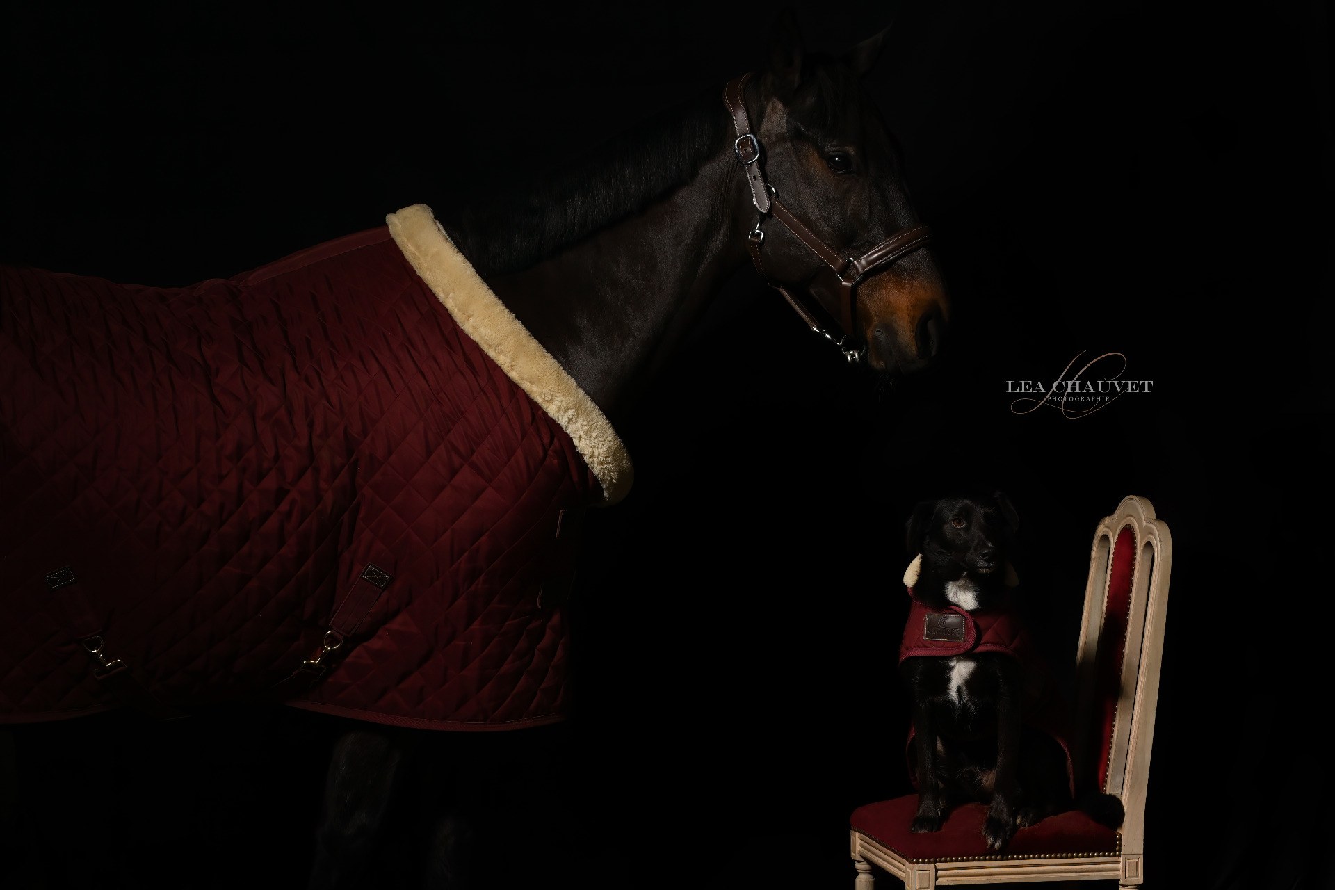 Chevaux