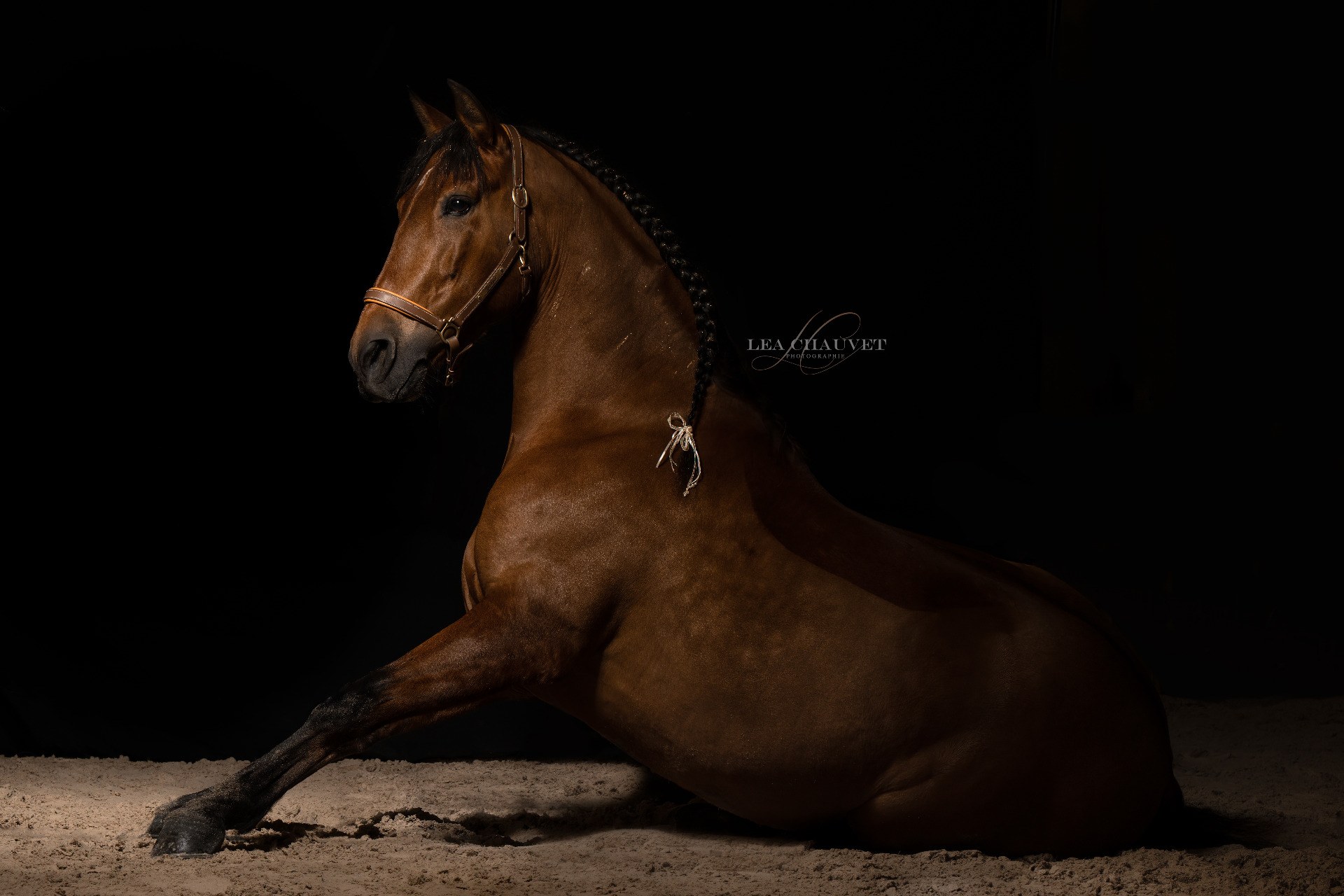 Chevaux