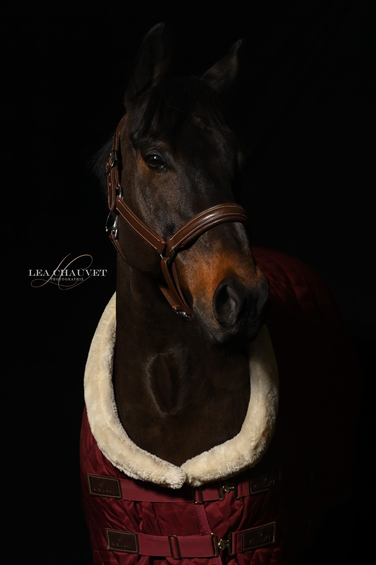 Chevaux