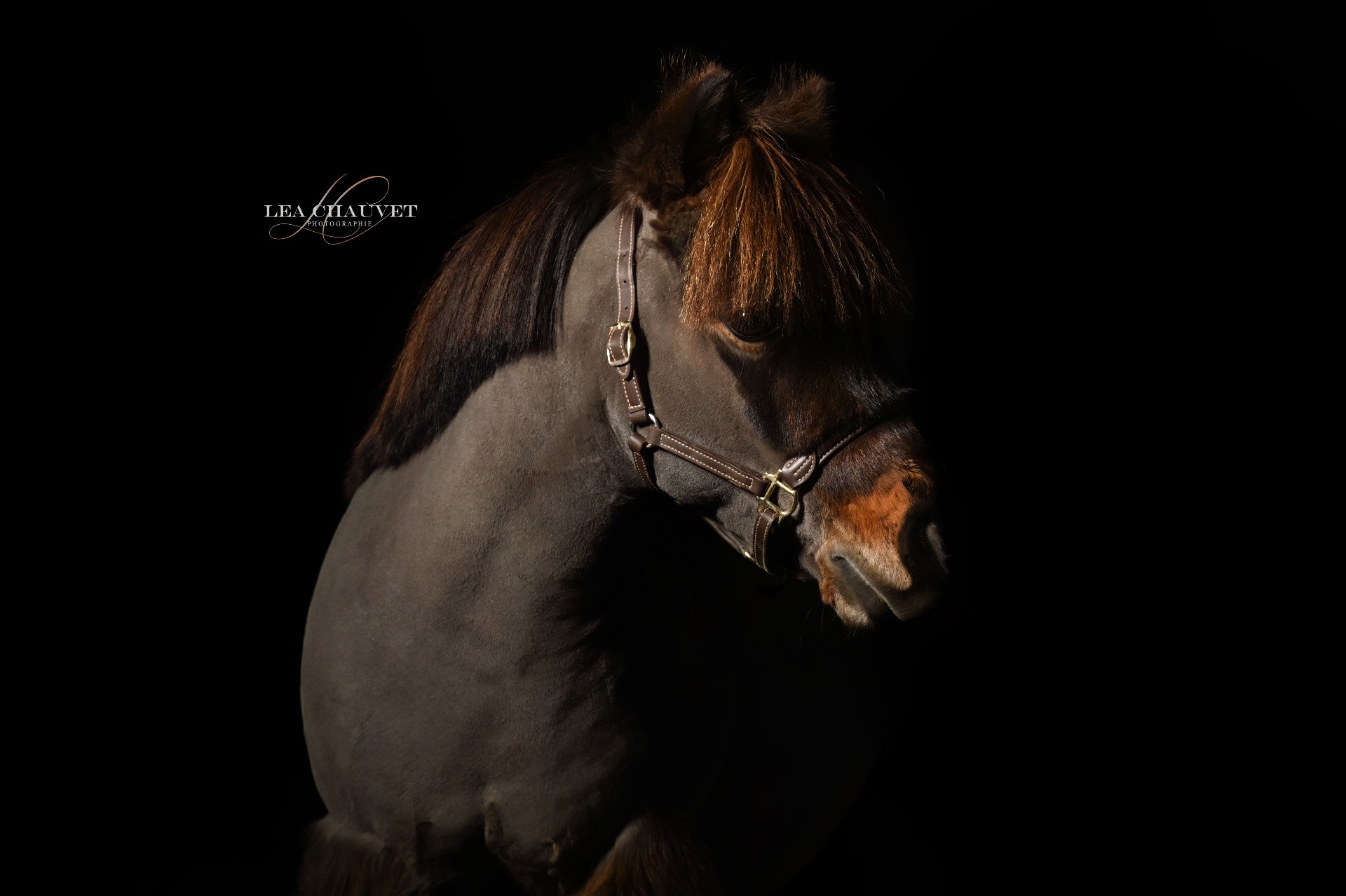 Chevaux