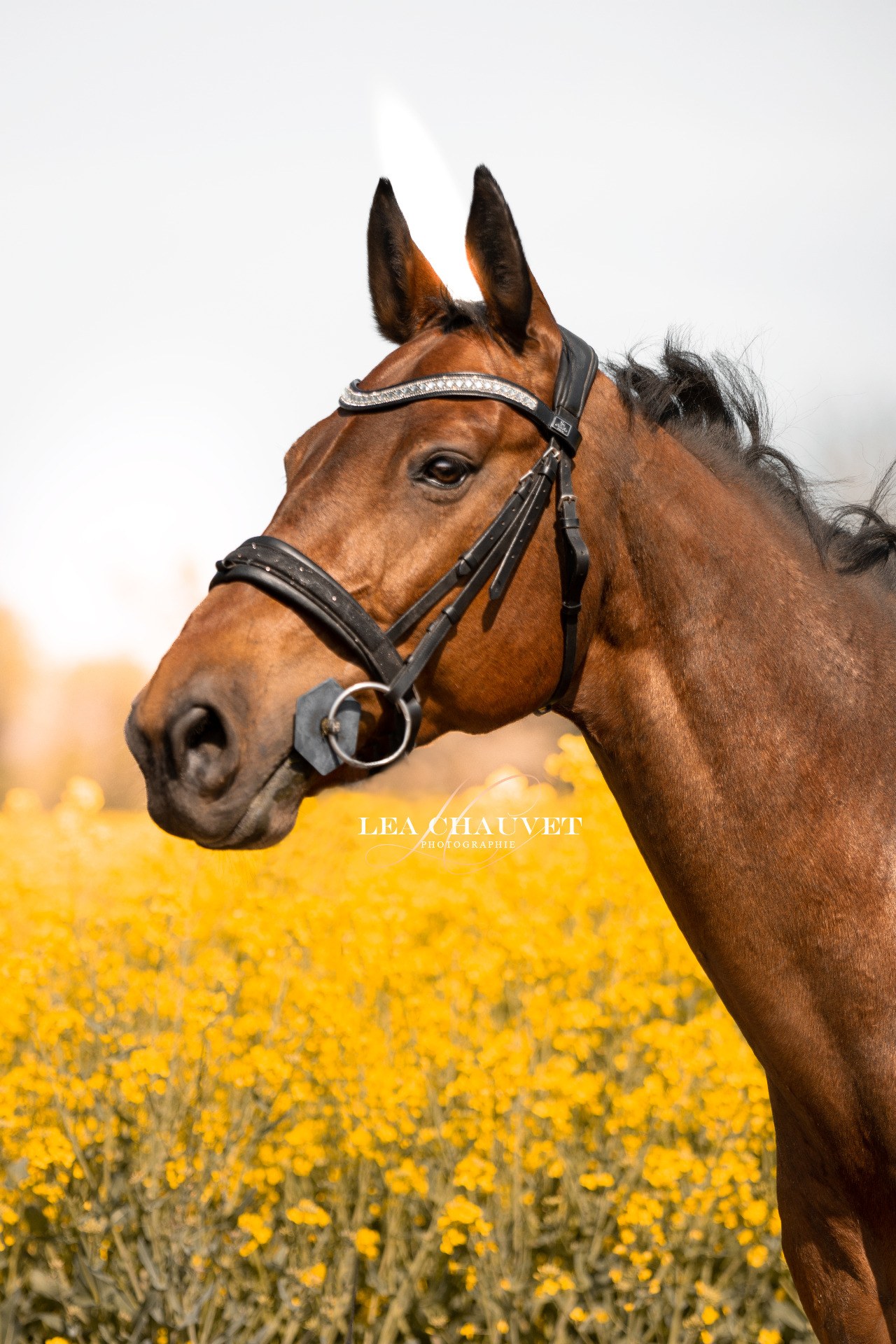 Chevaux