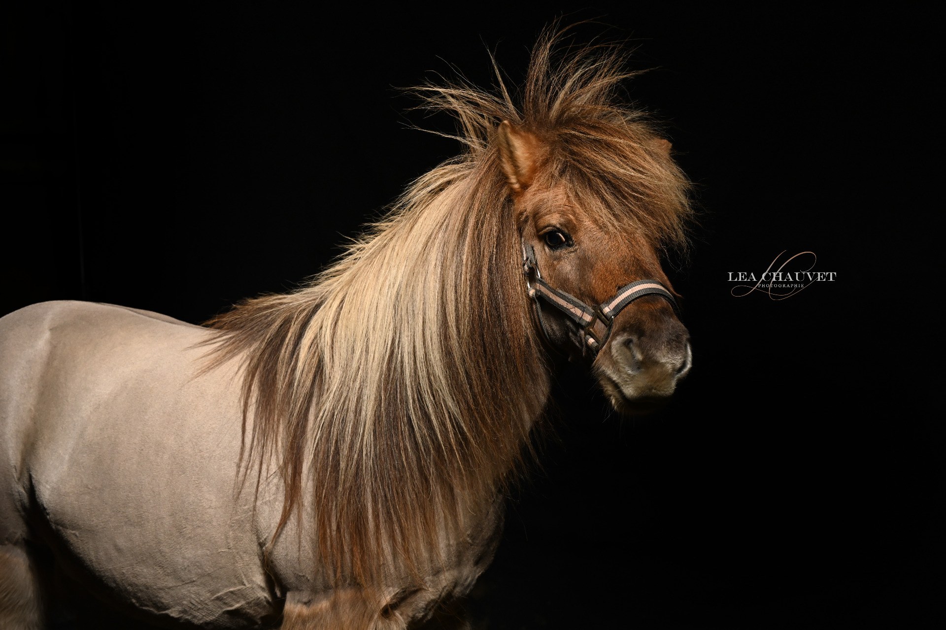 Chevaux