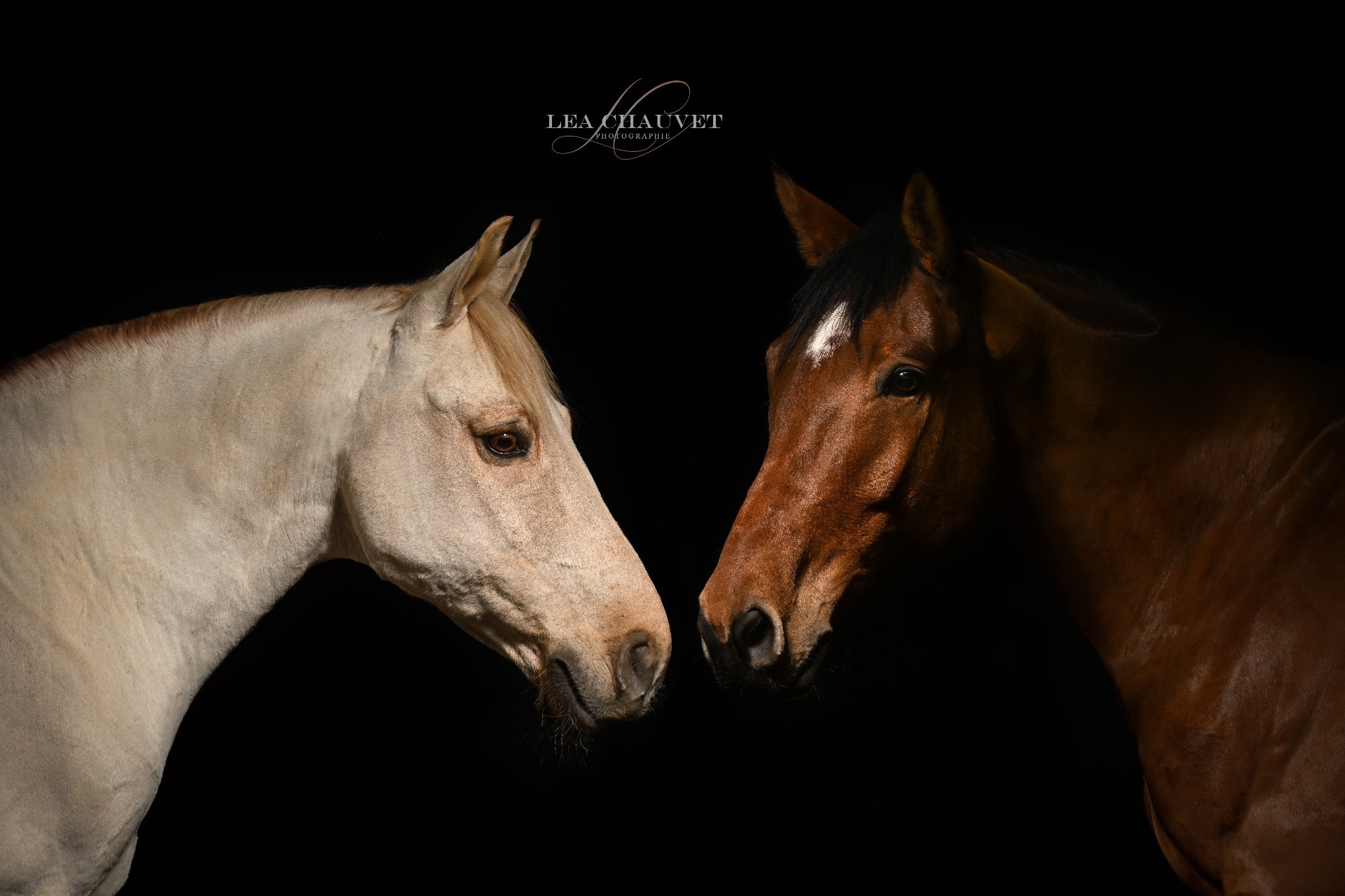 Chevaux